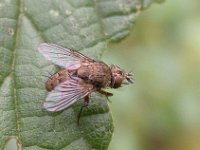 Tachinidae sp 4, Saxifraga-Ab H Baas