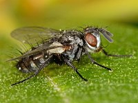 Tachinidae sp 5, Saxifraga-Ab H Baas