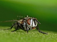 Tachinidae sp 6, Saxifraga-Ab H Baas