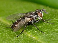 Tachinidae sp 7, Saxifraga-Ab H Baas