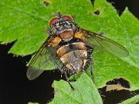 Tachinidae sp 8, Saxifraga-Ab H Baas