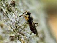 Tachypeza nubila 2, Saxifraga-Ben Delbaere