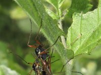 Tanyptera atrata