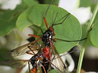 Tanyptera atrata 4, Houtlangpootmug, Saxifraga-Rutger Barendse