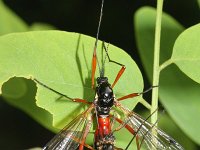 Tanyptera atrata 5, Houtlangpootmug, Saxifraga-Rutger Barendse