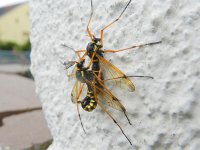 Tanyptera atrata 6, Houtlangpootmug, Saxifraga-Rutger Barendse