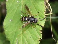 Temnostoma bombylans