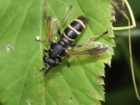 Temnostoma bombylans 3, Donkere wespvlieg, Saxifraga-Rutger Barendse