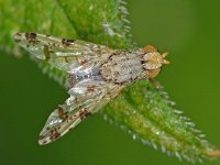 Tephritis hyoscyami 2, Saxifraga-Ab H Baas