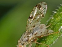 Tephritis hyoscyami 3, Saxifraga-Ab H Baas