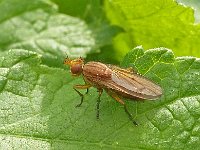 Tetanocera sp