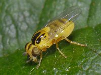 Thaumatomyia #13203 : Thaumatomyia