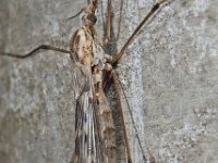 Tipula confusa 01 D5991  Tipula confusa Hardenberg Gemeentebos : Naar Naturalis in 2013