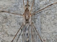 Tipula confusa 01 D5994  Tipula confusa Hardenberg Gemeentebos : Naar Naturalis in 2013