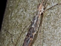 Tipula confusa 01 D5996  Tipula confusa Hardenberg Gemeentebos : Naar Naturalis in 2013