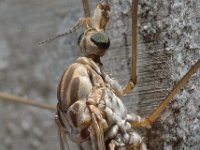 Tipula confusa 01 D6000  Tipula confusa Hardenberg Gemeentebos : Naar Naturalis in 2013