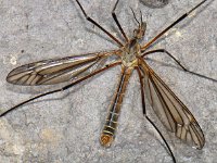 Tipula vernalis 10, Saxifraga-Ab H Baas