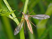 Tipula vernalis 13, Saxifraga-Ab H Baas