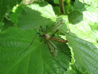 Tipula vernalis 2, Saxifraga-Rutger Barendse