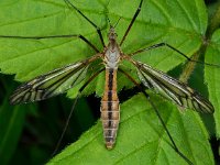 Tipula vernalis 3, Saxifraga-Ab H Baas