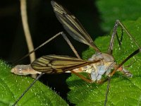 Tipula vernalis 4, Saxifraga-Ab H Baas