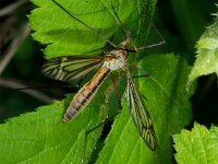 Tipula vernalis 5, Saxifraga-Ab H Baas