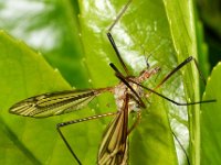 Tipula vernalis 9, Saxifraga-Ab H Baas