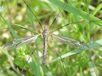 Tipula vittata