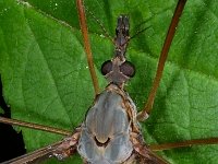 Tipula vittata 2, Saxifraga-Ab H Baas