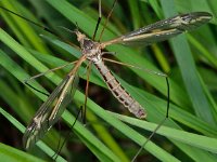 Tipula vittata 3, Saxifraga-Ab H Baas