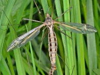 Tipula vittata 4, Saxifraga-Ab H Baas