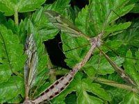 Tipula vittata 5, Saxifraga-Ab H Baas