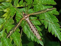 Tipula vittata 6, Saxifraga-Ab H Baas