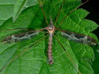 Tipula vittata 7, Saxifraga-Ab H Baas