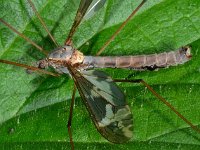 Tipula vittata 8, Saxifraga-Ab H Baas