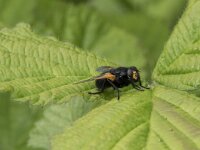 Tropidia scita 3, Moeraszweefvlieg, Saxifraga-Willem van Kruijsbergen