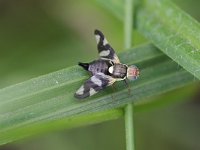 Urophora cardui 1, Distelgalboorvlieg, Saxifraga-Rutger Barendse