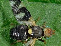 Urophora cardui 3, Distelgalboorvlieg, Saxifraga-Ab H Baas