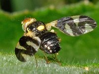 Urophora cardui 4, Distelgalboorvlieg, Saxifraga-Ab H Baas