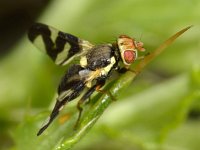 Urophora cardui 5, Distelgalboorvlieg, Saxifraga-Ab H Baas