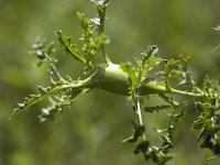 Gal of the Thistle Gall Fly (Urophora cardui), Netherlands  Gal of the Thistle Gall Fly (Urophora cardui), Netherlands : Dutch, Holland, insect, Netherlands, thistle, Urophora cardui, Europe, European, flies, fly, gal flies, gal fly, naturenatural, Thistle Gall Fly