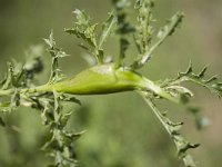 Gal van distelgalboorvlieg  Gall of the Thistle Gall Fly Urophora cardui, Holland : color, colour, Europe European, gal fly flies, gall galls, horizontal, insect, nature natural, thistle, Thistle Gall Fly flies, Urophora cardui