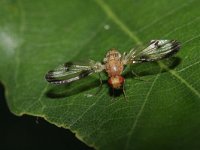 Urophora stylata 1, Speerdistelboorvlieg, Saxifraga-Rutger Barendse