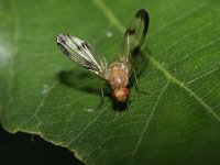 Urophora stylata 2, Speerdistelboorvlieg, Saxifraga-Rutger Barendse