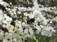 Volucella bombylans