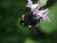 Volucella bombylans 10, Hommelreus, Saxifraga-Rutger Barendse