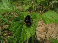 Volucella bombylans 11, Hommelreus, Saxifraga-Rutger Barendse