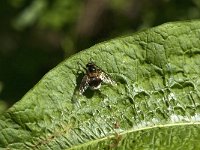 Volucella bombylans 13, Hommelreus, Saxifraga-Jan van der Straaten