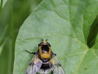 Volucella bombylans 17, Hommelreus, Saxifraga-Rutger Barendse