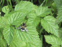 Volucella bombylans 9, Hommelreus, Saxifraga-Rob Felix : Animalia, Arthropoda, Diptera, Insecta, Project Natuurbalans, animal, arthropod, dier, dieren, fly, geleedpotige, geleedpotigen, insect, insecten, mug, tweevleugeligen, vlieg